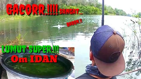 Mancing Nila Liar Umpan Lumut Makan Lahap Waduk Riam Kanan