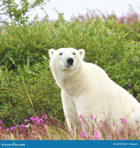 Polar Bear Sitting In The Grass Stock Photo Image Of Male