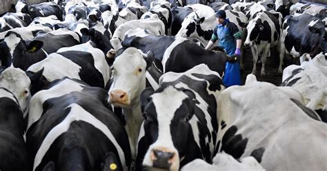 Chinese Super Cows Born Via Cloning To Produce Extra Dairy Milk