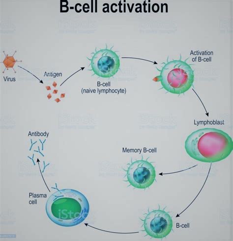 B cell activation: The B cell activation and Subsequent Products | The ...