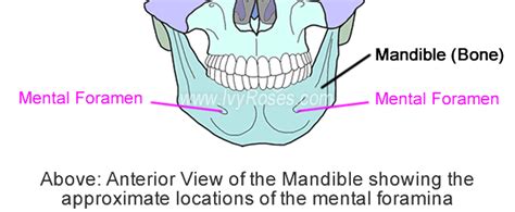 Mental Foramen On Mandible Bone