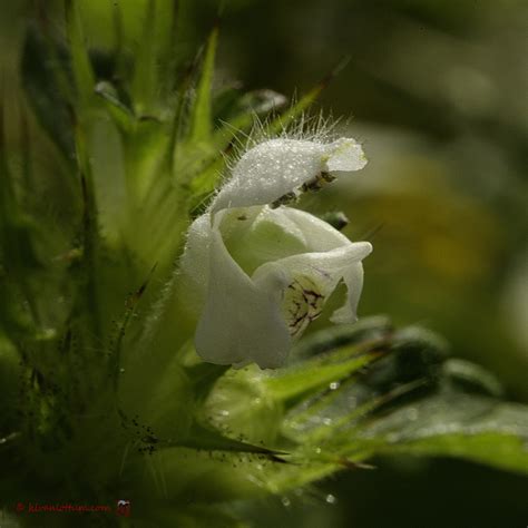 Het Virtuele Herbarium 566 Gewone Hennepnetel Luuk