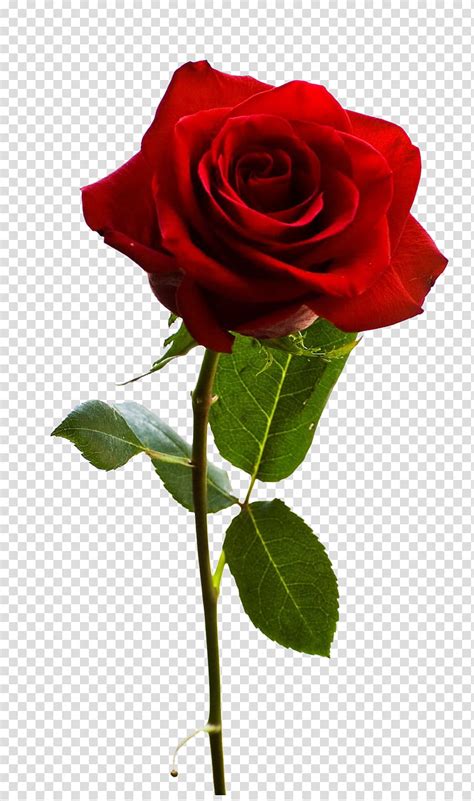 Rose Flower Images Without Background | Best Flower Site