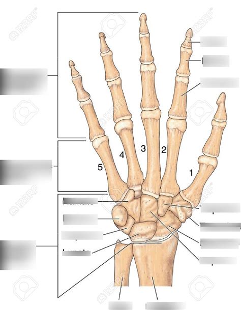 hand anatomy Diagram | Quizlet