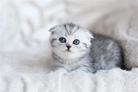 Discover Delightful Gray Persian Kitten in Delhi — Blue-Eyed Beauties ...