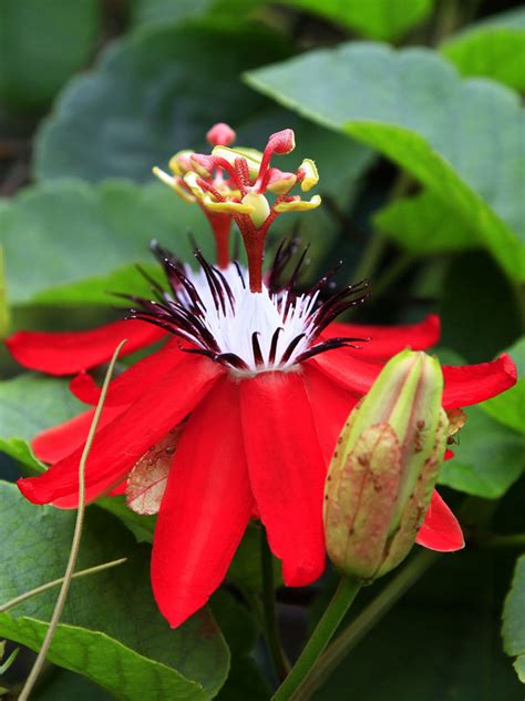 Red Passion Fruit Flower