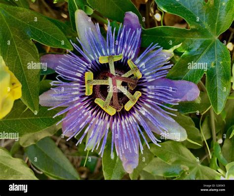 Pasionaria fotografías e imágenes de alta resolución Alamy