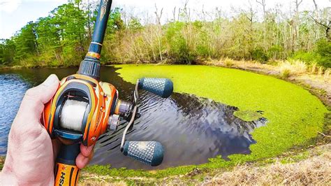 This Hidden Pond Is Loaded W Bass Bank Fishing Youtube