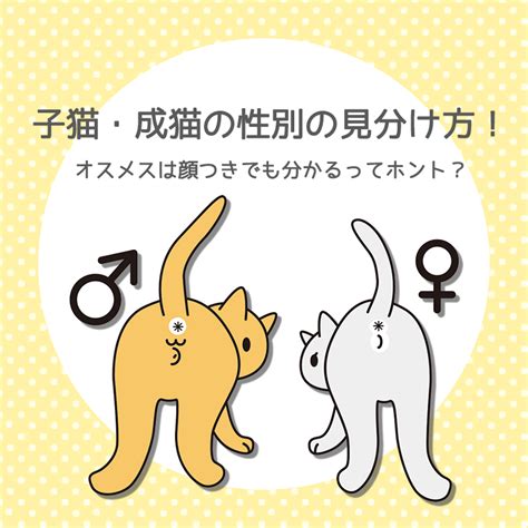 子猫・成猫の性別の見分け方！オスメスは顔つきでも分かるって本当？