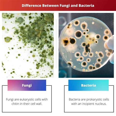 Fungi Vs Bacteria Difference And Comparison