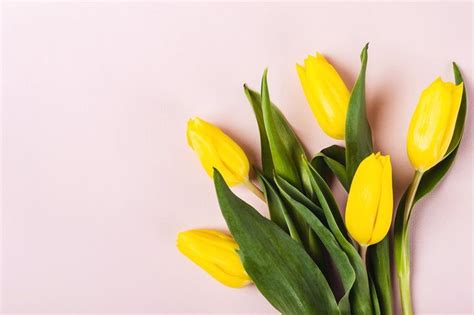 Bright yellow tulips on pastel pink | Yellow tulips, Tulips flowers, Tulips