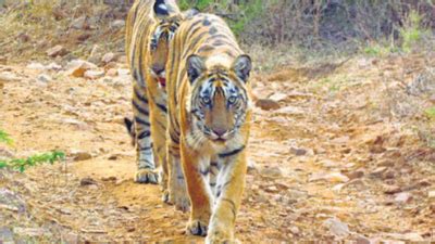 With NTCA nod, Dholpur-Karauli now becomes the 5th tiger reserve in ...