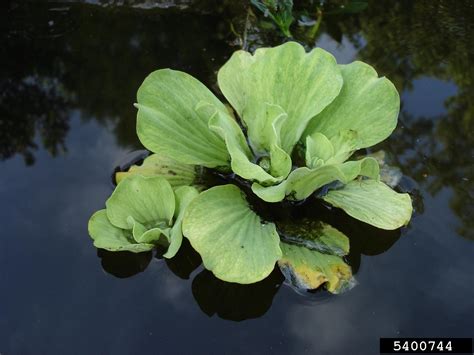 Water Lettuce Pistia Stratiotes L