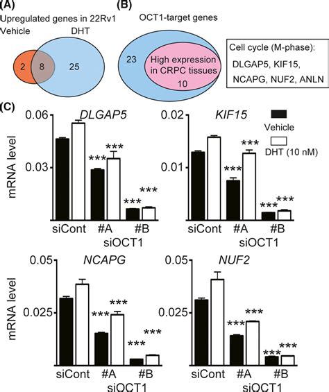 Identification Of Octamer Transcription Factor Oct Target Genes