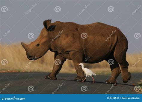 Rhino And Bird Stock Image Image Of Fauna Beauty Mammal 9412543