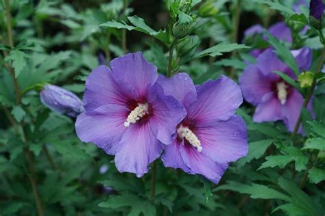 Rose Of Sharon How To Grow And Care For Hibiscus Syriacus Garden Design