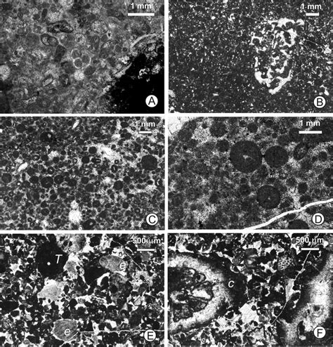 Mi Cro Pho To Graphs Of Microfacies F 1 F 3 A Recrystalized Peloidal Download Scientific