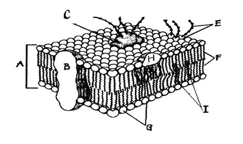 Cell Membrane Diagram Labeled