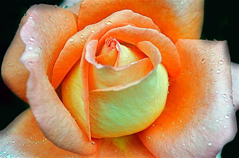 Rose Free Stock Photo - Public Domain Pictures