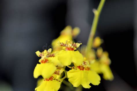 Yellow Oncidium Orchid Or Yellow Orchid Flower Orchid Stock Photo