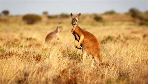 What Is a Semi-Arid Climate? | Sciencing