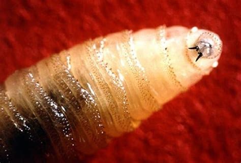 Parasitic Worms In Skin