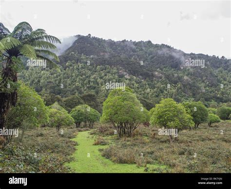 Regenerating Shrubland Hi Res Stock Photography And Images Alamy