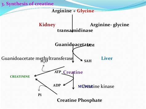 Glycine