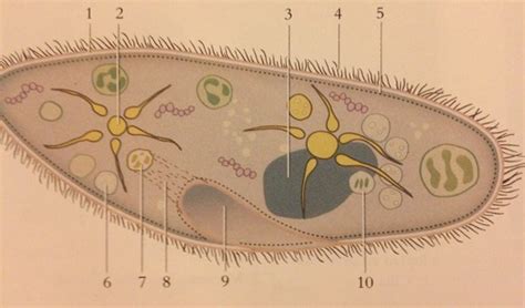 Protista Flashcards Quizlet