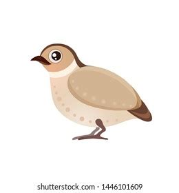 Quail Cartoon Photos Images Pictures Shutterstock