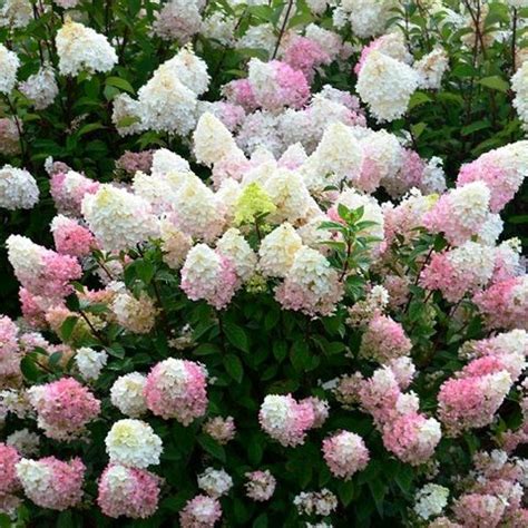 Hortenzija Paniculata Sundae Fraise Rasadnik Mihalek