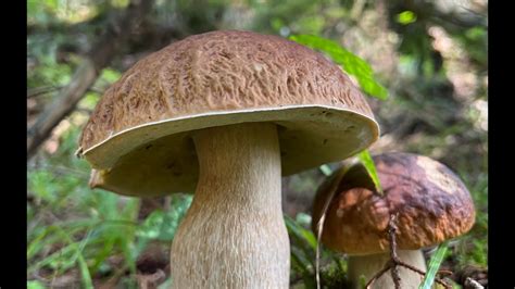 КАРПАТСЬКИЙ ГРИБНИЙ АДРЕНАЛІН. ГРИБІВ БІЛИХ МОРЕ - ГРЕБЕМ ГРИБИ В ГОРАХ ...