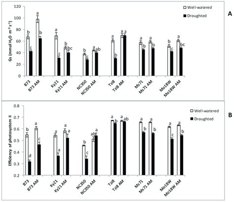 A Stomatal Conductance Gs And B Photosystem II Efficiency In The