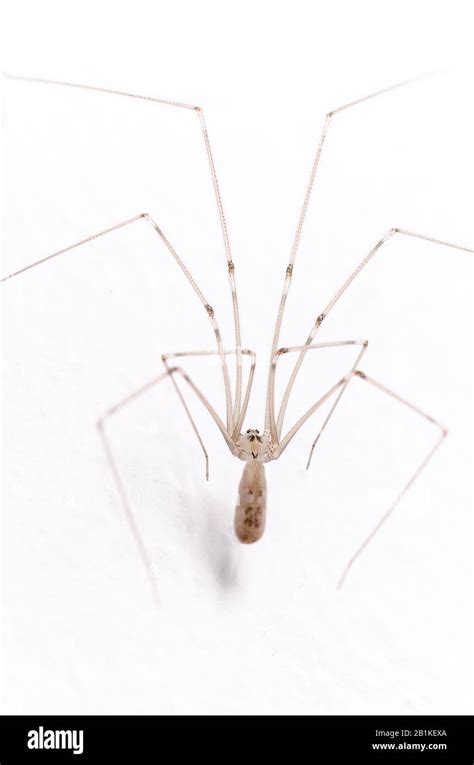 Pholcidae Pholcus phalangioides macro de araña de bodega araña de