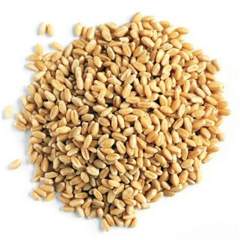 Natural Dbw 222 Wheat Seed For Food Processing Packaging Type Loose At Rs 80 Kg In Ballia