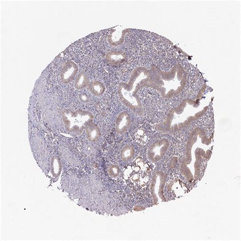 Tissue Expression Of Cd Staining In Endometrium The Human Protein