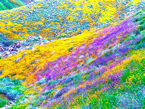 Southern California S Incredible Super Bloom Here S Where You Can