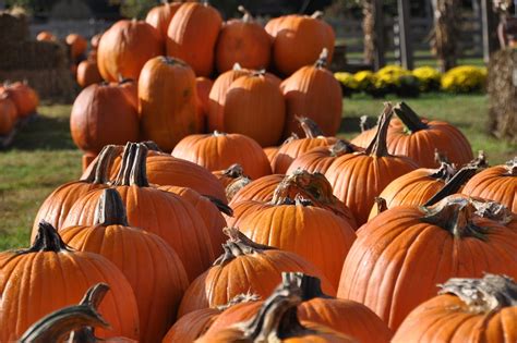 Fall Pumpkins Harvest Pumpkin - Free photo on Pixabay - Pixabay