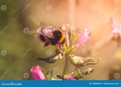 Bee and flowers stock image. Image of spring, pink, orchand - 143069407