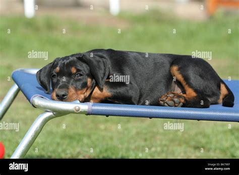 German Pinscher puppy Stock Photo - Alamy