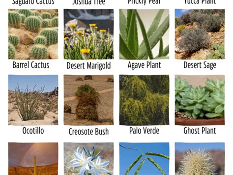 Desert Plants With Their Names