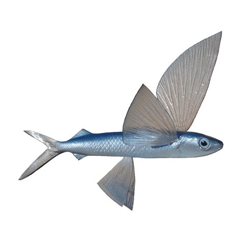 Flying Fish PNG Images (Transparent HD Photo Clipart)