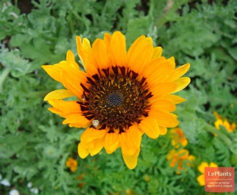 Арктотис пышный (Arctotis fastuosa) — описание, выращивание, фото | на ...