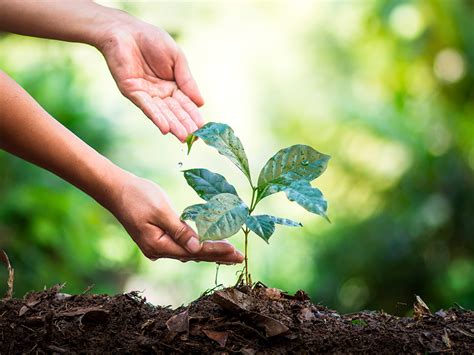 Como Plantar Caf Guia Passo A Passo Para Cultivar Sua Pr Pria