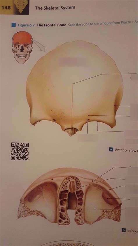 Axial Cranium Frontal Diagram Quizlet