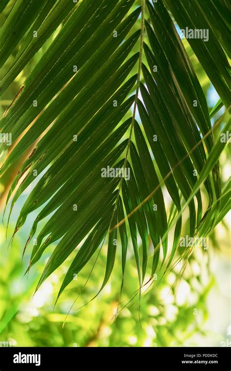 Natural Green Tropical Bright Green Leaf With Natural Light Palm Tree