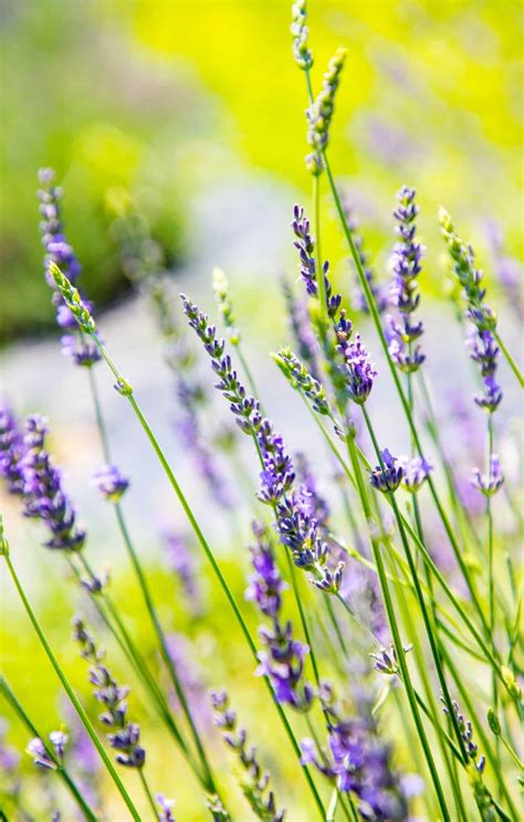 Lavandin Understanding Hybrid Lavender