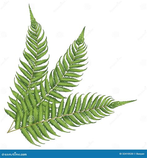 Hoja De Nueva Zelanda Ilustraci N Del Vector Ilustraci N De Flora