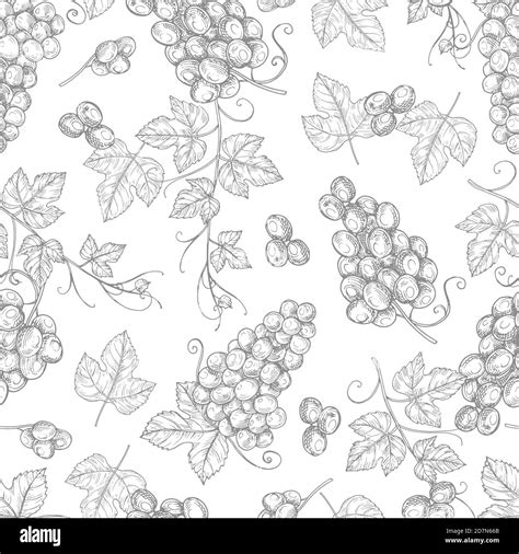 Sketch grapes seamless pattern vector texture background. Illustration ...