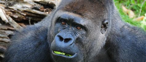 What Gorilla Poop Tells Us About Evolution and Human Health | Columbia University Mailman School ...